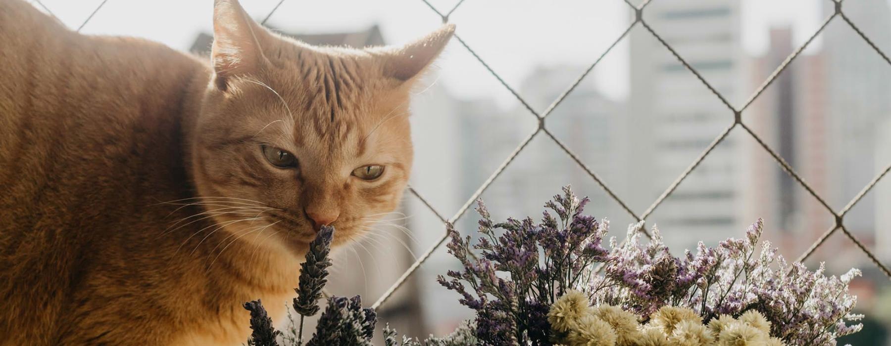 a cat smelling a plant